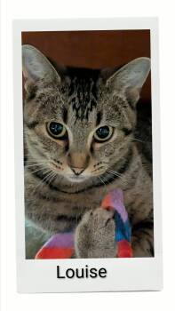 Louise -  Domestic Short Hair Cat for Adoption in Caistor Centre, Ontario - Louise | PetCurious