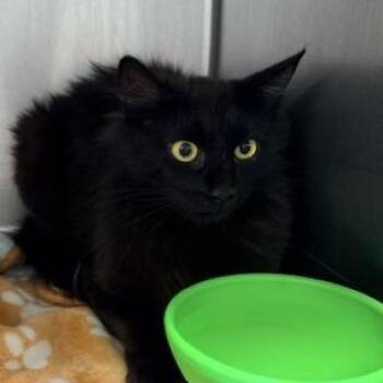 Deer -  Domestic Long Hair Cat for Adoption in Horn Lake, Mississippi - Deer | PetCurious