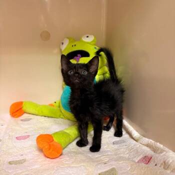DW -  Domestic Short Hair Cat for Adoption in Dallas, Texas - DW | PetCurious