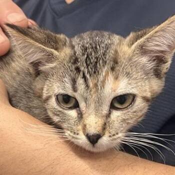 Aquatic -  Domestic Short Hair Cat for Adoption in Los Angeles, California - Aquatic | PetCurious