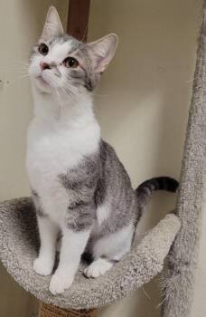 Domestic Short Hair Cats Available for Adoption in Sandusky, Ohio - BELLINI | PetCurious