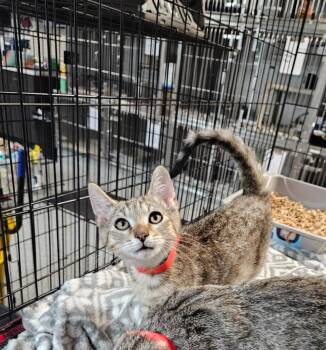 Nova -  Domestic Short Hair Cat for Adoption in Huntington, Indiana - Nova | PetCurious