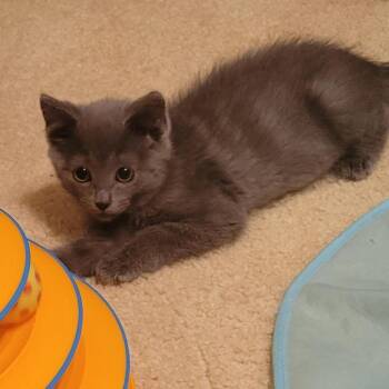 Hakuna Matata -  Domestic Medium Hair Cat for Adoption in Fredericksburg, Virginia - Hakuna Matata | PetCurious