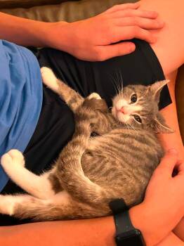 Waffles -  Domestic Short Hair Cat for Adoption in Roxbury Township, New Jersey - Waffles | PetCurious