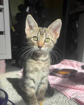 Macaron -  Domestic Short Hair Cat for Adoption in Frisco, Texas - Macaron | PetCurious