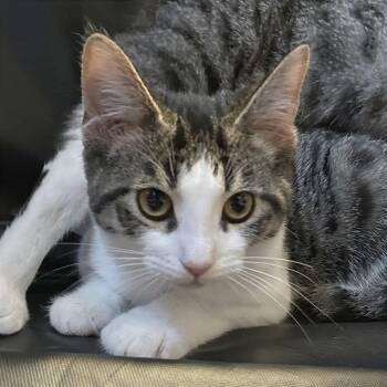 Buck -  Domestic Short Hair Cat for Adoption in Traverse City, Michigan - Buck | PetCurious