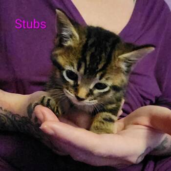 Stubs ARC26 - 146 -  Domestic Short Hair Cat Available for Adoption in Akron, New York - Stubs ARC26 - 146 | PetCurious