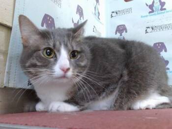 SAPPORO -  Domestic Short Hair Cat for Adoption in Orlando, Florida - SAPPORO | PetCurious