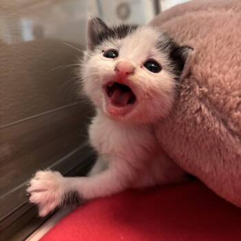 Cruella -  Domestic Short Hair Cat for Adoption in Murray, Utah - Cruella | PetCurious