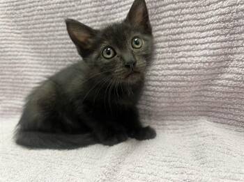 ELLA -  Domestic Short Hair Cat for Adoption in Ontario, California - ELLA | PetCurious