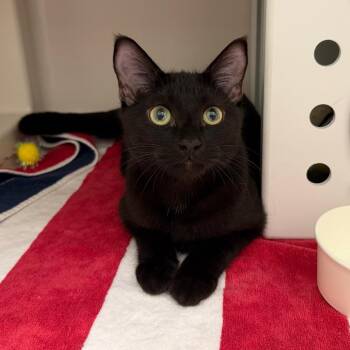Deaky -  Domestic Short Hair Cat for Adoption in Sarasota, Florida - Deaky | PetCurious
