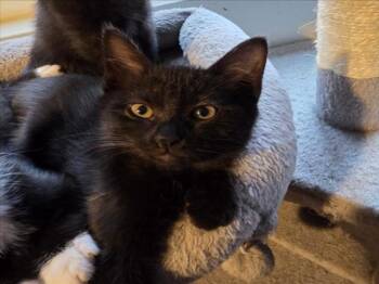 Rescue Domestic Short Hair Cats for Adoption in Woodland, California - *FRIA | PetCurious