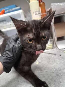 Catastrophic -  Domestic Short Hair Cat for Adoption in Sevierville, Tennessee - Catastrophic | PetCurious