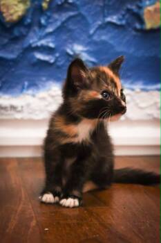 Savannah -  Domestic Short Hair Cat for Adoption in Port Washington, Wisconsin - Savannah | PetCurious