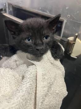 URANUS -  Domestic Short Hair Cat for Adoption in Dallas, Texas - URANUS | PetCurious