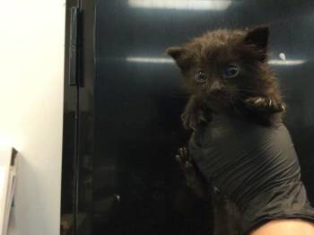 RUFUS -  Domestic Short Hair Cat for Adoption in Thousand Palms, California - RUFUS | PetCurious