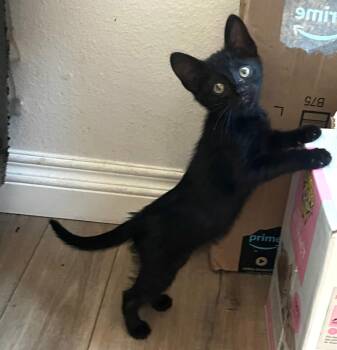 Kalahari -  Domestic Short Hair Cat for Adoption in San Juan Capistrano, California - Kalahari | PetCurious