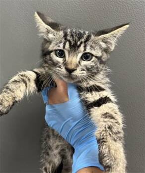 HELENA -  Domestic Short Hair Cat for Adoption in San Bernardino, California - HELENA | PetCurious