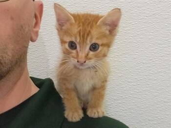 YODA -  Domestic Short Hair Cat for Adoption in Riverside, California - YODA | PetCurious