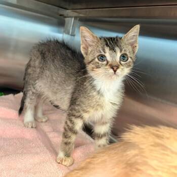 Montoya -  Domestic Short Hair Cat for Adoption in Bristol, Indiana - Montoya | PetCurious