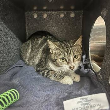 Rescue Domestic Short Hair Cats for Adoption in Austin, Texas - Von Bek | PetCurious