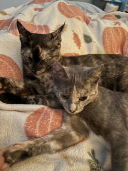 Rescue Domestic Short Hair Cats for Adoption in Herndon, Virginia - Lumiya (& Chia) Bonded | PetCurious