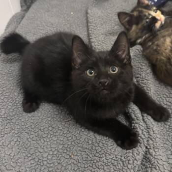 Uranus -  Domestic Short Hair Cat for Adoption in Renton, Washington - Uranus | PetCurious