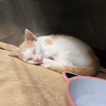 Domestic Short Hair Cats Available for Adoption in Waldorf, Maryland - Tumble | PetCurious
