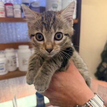 Carly -  Domestic Short Hair Cat for Adoption in Corinth, Mississippi - Carly | PetCurious
