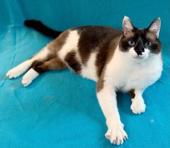 Jaz -  Siamese and Domestic Medium Hair Cat for Adoption in Manitou Springs, Colorado - Jaz | PetCurious