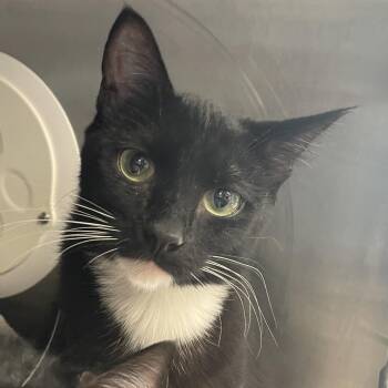 Domestic Short Hair Cats Available for Adoption - Phoebe | PetCurious