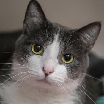 Yuumi -  Domestic Short Hair Cat for Adoption in Redwood City, California - Yuumi | PetCurious