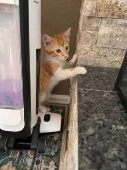 Egypt -  Domestic Short Hair Cat for Adoption in Colorado Springs, Colorado - Egypt | PetCurious