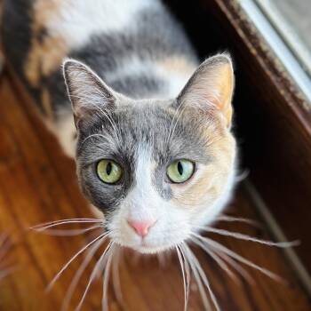 Domestic Short Hair Cats Available for Adoption in Buffalo, New York - Ivy | PetCurious