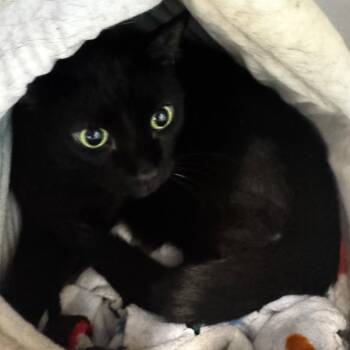 Felix -  Domestic Short Hair Cat for Adoption in Wheeling, Illinois - Felix | PetCurious