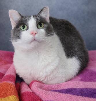 Domestic Short Hair Cats Available for Adoption - Jimmy Neutron | PetCurious