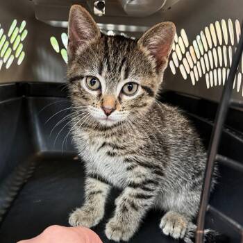 BARNACLE BILL -  Domestic Short Hair Cat for Adoption in St. Louis, Missouri - BARNACLE BILL | PetCurious