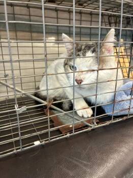 Domestic Short Hair Cats Available for Adoption in Palmetto, Florida - JACK | PetCurious