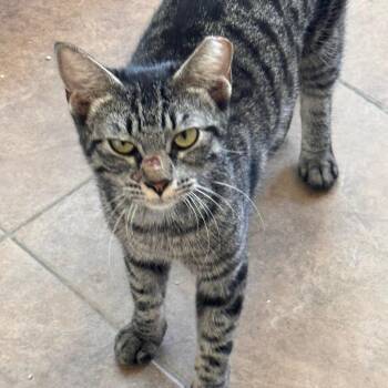 Lily -  Domestic Short Hair Cat for Adoption in Titusville, Florida - Lily | PetCurious
