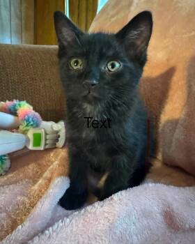 Noir -  Domestic Short Hair Cat for Adoption in Fort Payne, Alabama - Noir | PetCurious