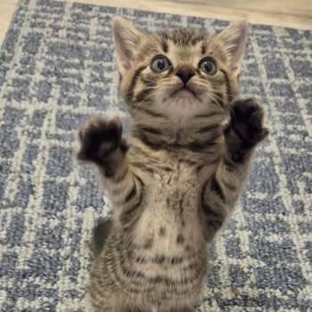 Roan -  Tabby Cat for Adoption in New Bedford, Massachusetts - Roan | PetCurious
