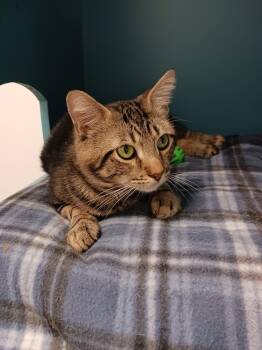 Rescue Domestic Short Hair Cats for Adoption in Williamsport, Pennsylvania - Sully | PetCurious