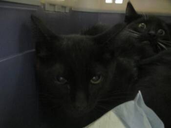Domestic Short Hair Cats Available for Adoption in Ocala, Florida - URSULA | PetCurious