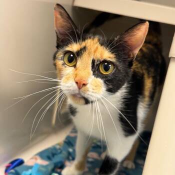Egypt -  Domestic Short Hair Cat for Adoption in Watertown, New York - Egypt | PetCurious