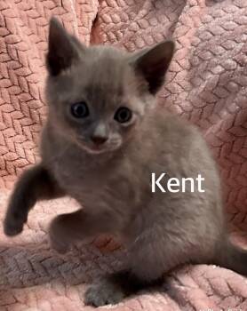 Domestic Short Hair Cats Available for Adoption in Owasso, Oklahoma - Kent | PetCurious