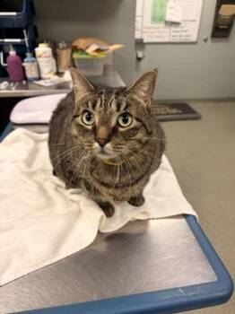 Claire -  Domestic Short Hair Cat for Adoption in Fallston, Maryland - Claire | PetCurious