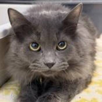 Domestic Long Hair Cats Available for Adoption - Ash | PetCurious