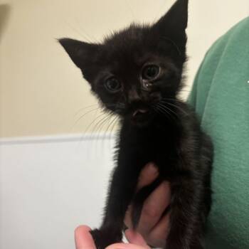 Domestic Short Hair Cats Available for Adoption in Tulsa, Oklahoma - Diver | PetCurious