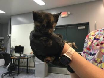 Domestic Short Hair Cats Available for Adoption in Thousand Palms, California - DAISY | PetCurious