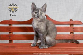 Marie 2 -  Tortoiseshell and Domestic Short Hair Cat for Adoption in Riverside, California - Marie 2 | PetCurious